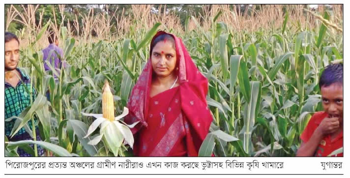 মঠবারিয়ার কৃষক ভুট্টা চাষে সফল