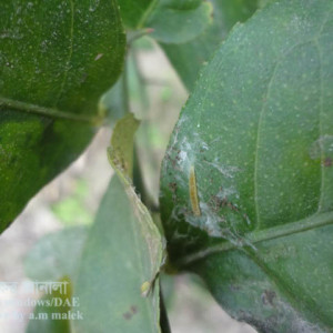 লেবুর পাতা মোড়ানো পোকা