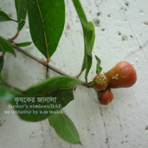 ডালিমের জাব পোকা