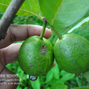 পেয়ারার ফলছিদ্রকারি পোকা