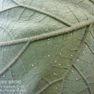 বেগুনের সাদা মাছি পোকা