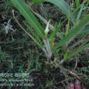 চীনার মাজরা পোকা