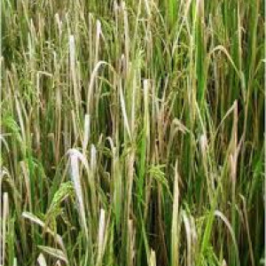 ব্যাকটেরিয়াজনিত পাতা পোড়া রোগ(BLB)