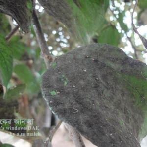 কুলের সুটিমোল্ড রোগ