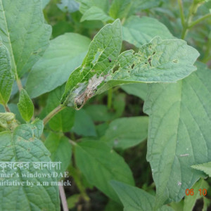 তিলের পাতামোড়ানো পোকা