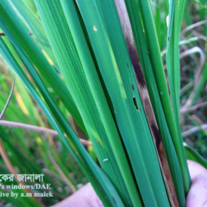 ধানের কাণ্ডপচা রোগ